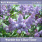 Warble for Lilac-Time
