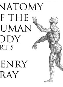 Anatomy of the Human Body, Part 5 (Gray's Anatomy)