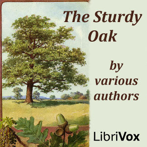 Sturdy Oak